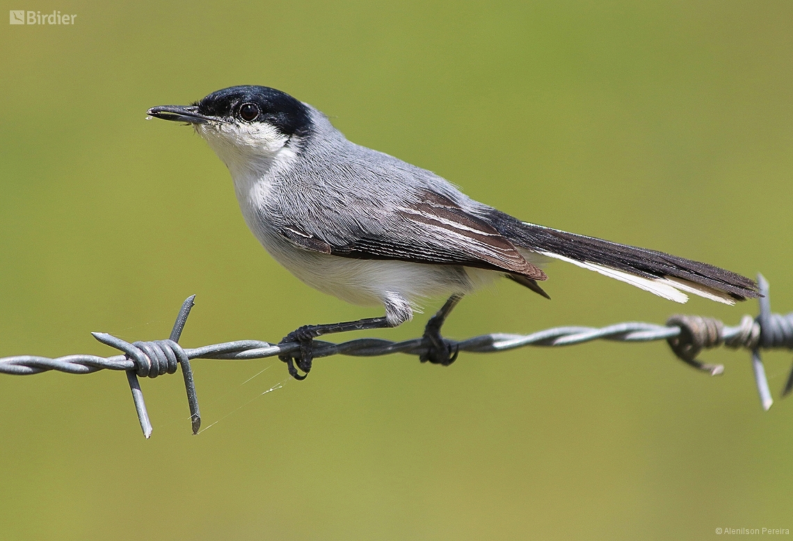 Polioptila atricapilla (Whitebellied Gnatcatcher) by Alenilson Pereira