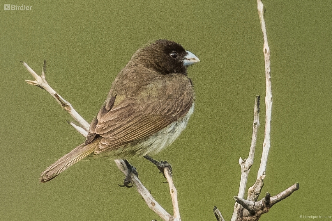 Photos of species Sporophila nigricollis Birdier