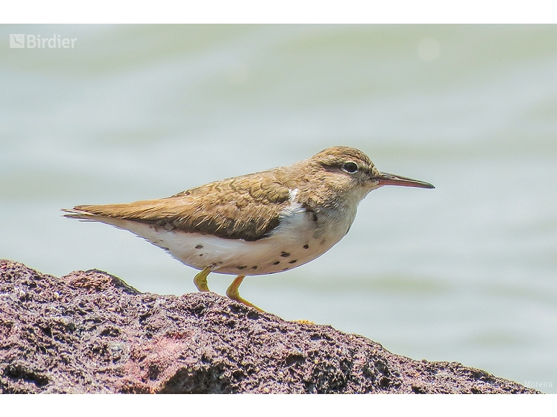 Spotted Sandpiper