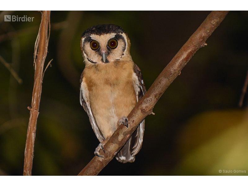 Buff-fronted Owl
