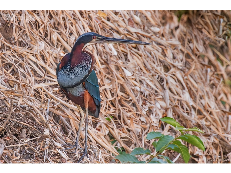 Agami Heron