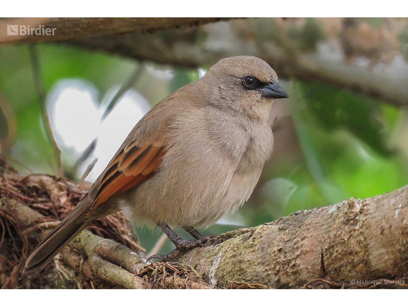 Greyish Baywing