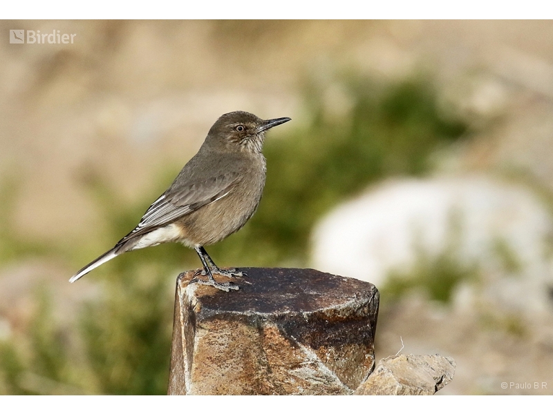 Black-billed Shrike-Tyrant