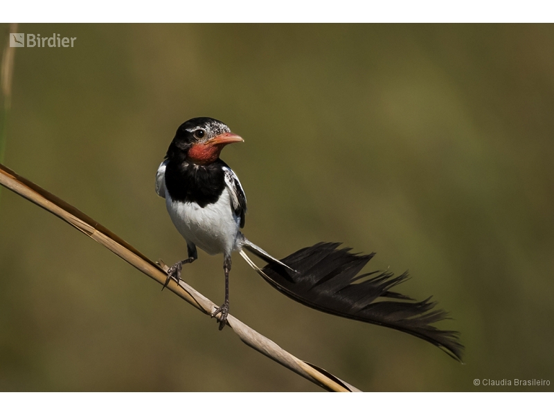 Strange-tailed Tyrant