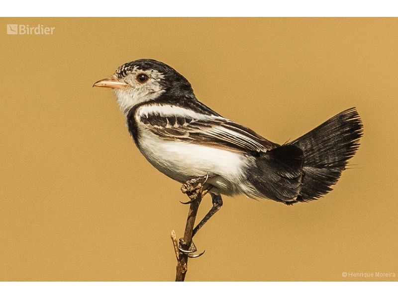 Cock-tailed Tyrant