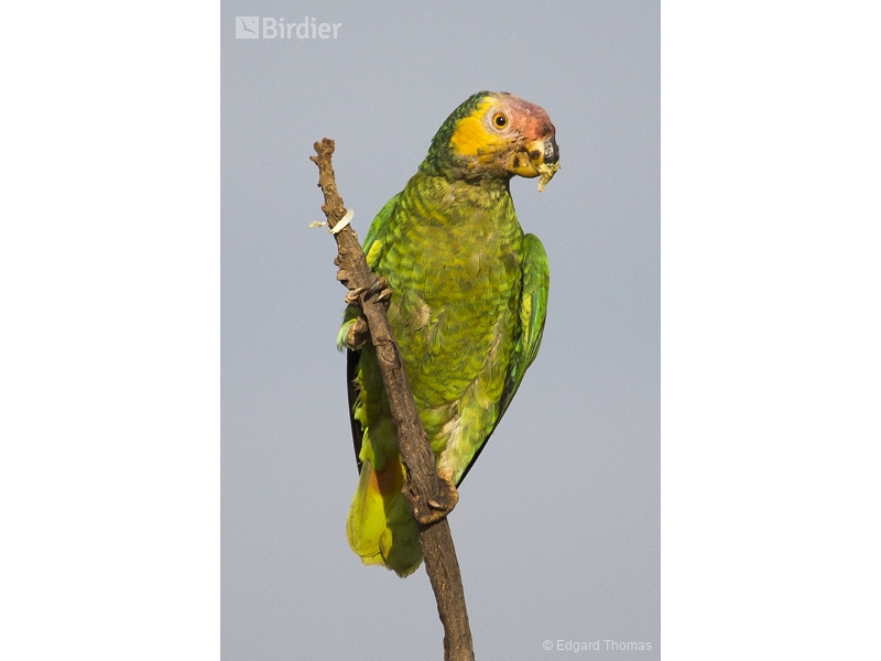 Yellow-faced Parrot