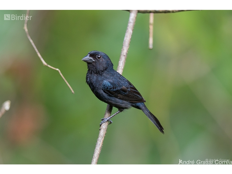 Blackish-blue Seedeater