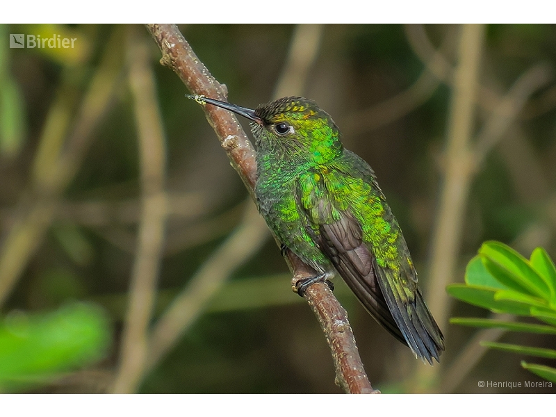 Glittering-throated Emerald