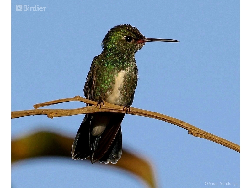 Glittering-throated Emerald