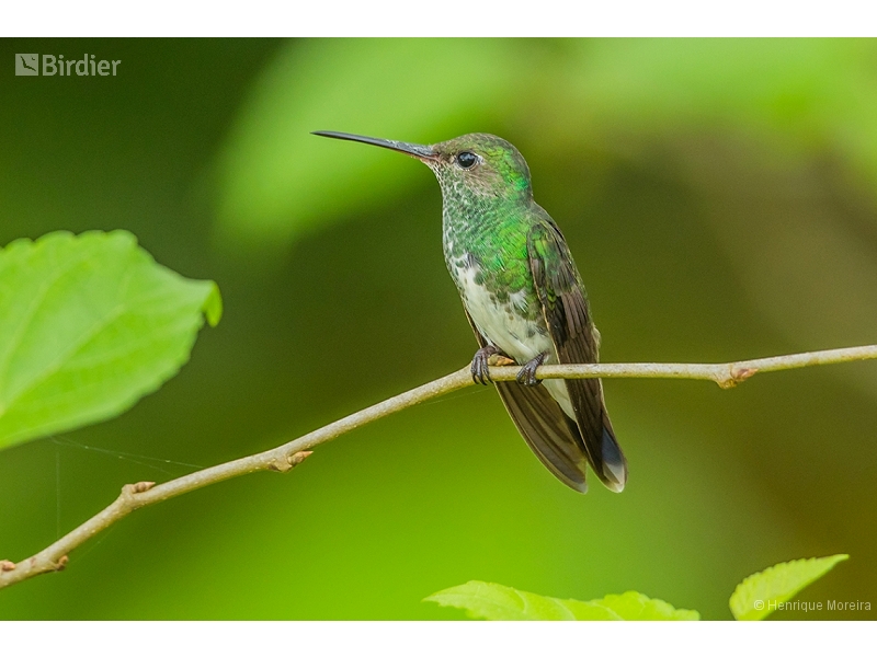 Glittering-throated Emerald