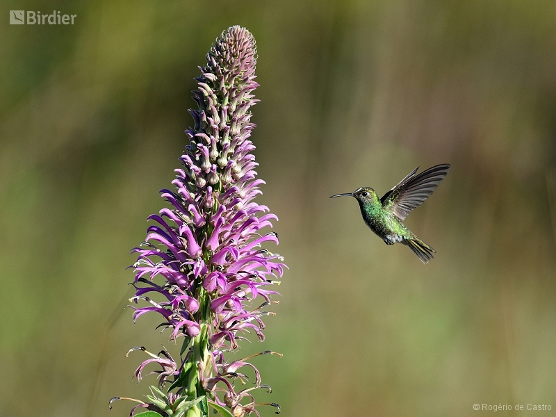 Glittering-throated Emerald