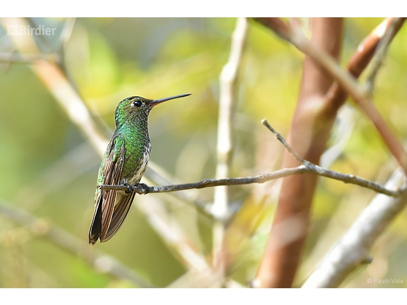 Glittering-throated Emerald