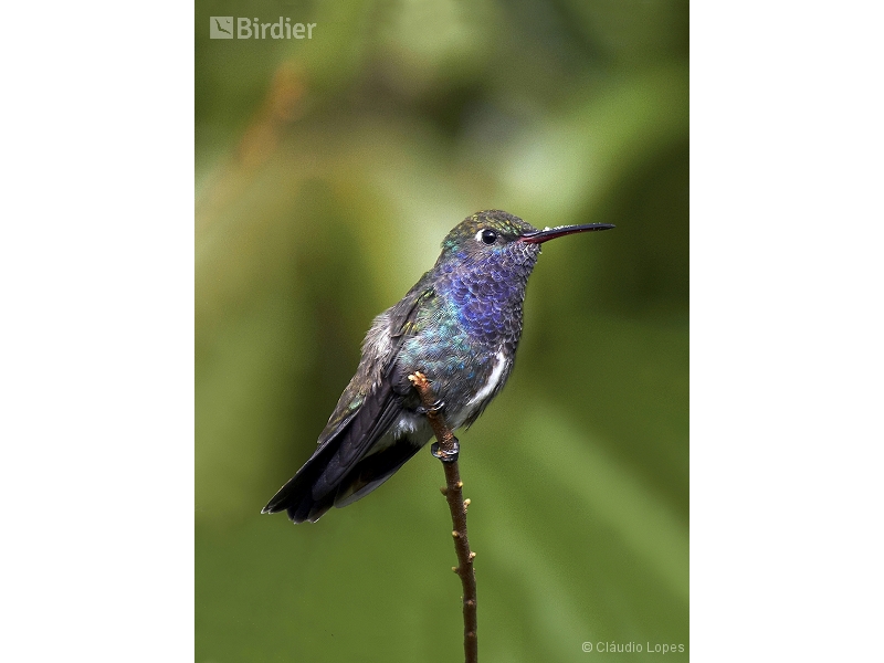 Sapphire-spangled Emerald