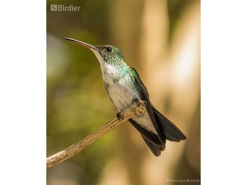 Plain-bellied Emerald