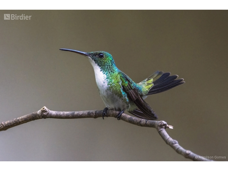 Plain-bellied Emerald