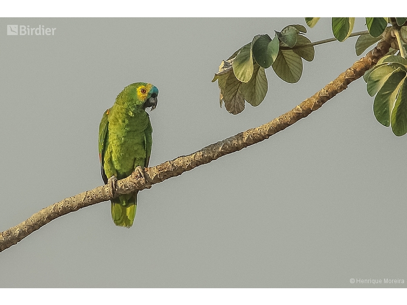 Turquoise-fronted Amazon