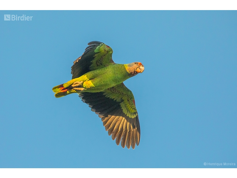 Red-tailed Amazon