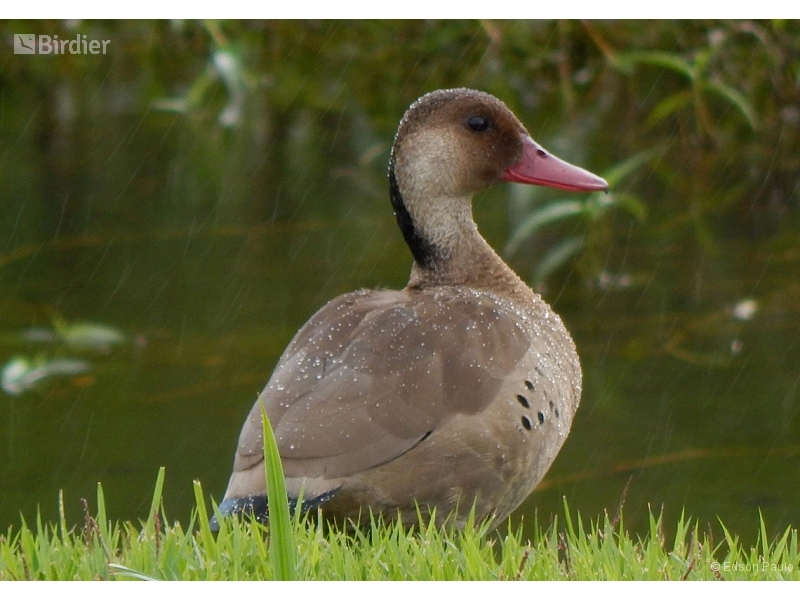 Brazilian Teal