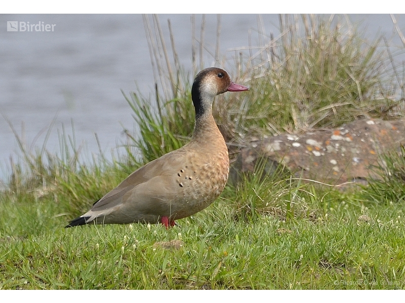 Brazilian Teal