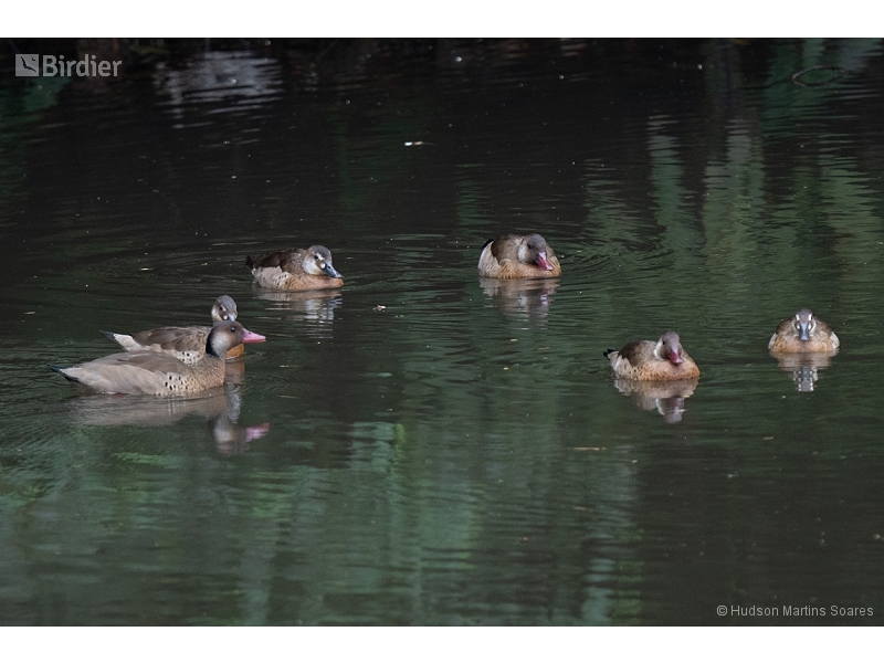 Brazilian Teal