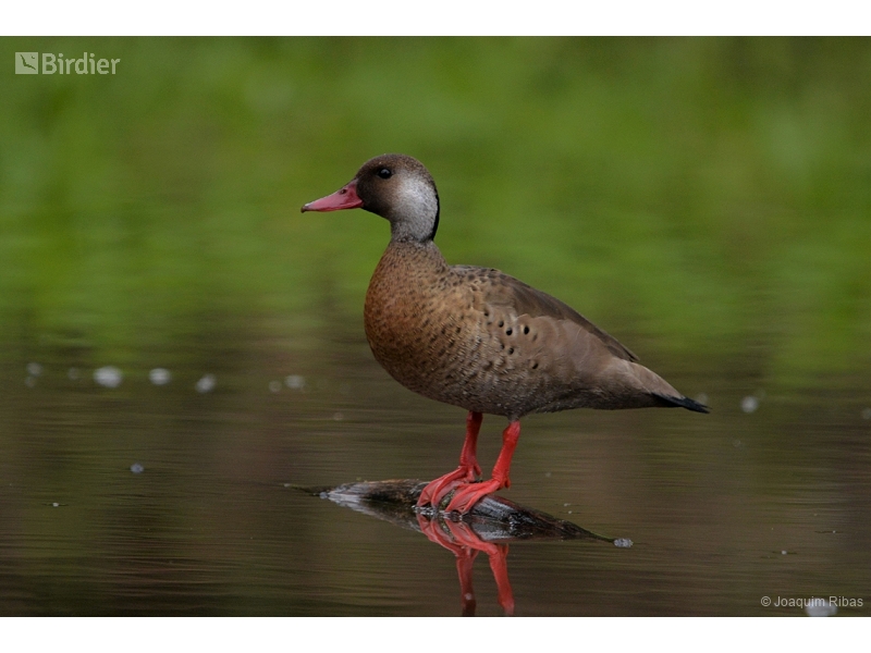Brazilian Teal