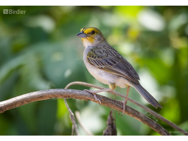 Yellow-browed Sparrow