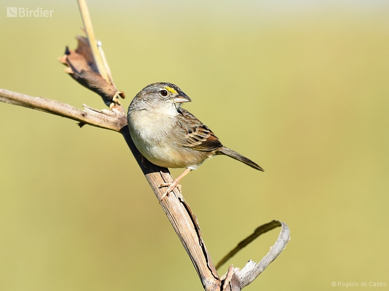 Grassland Sparrow