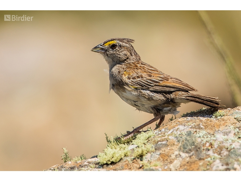 Grassland Sparrow