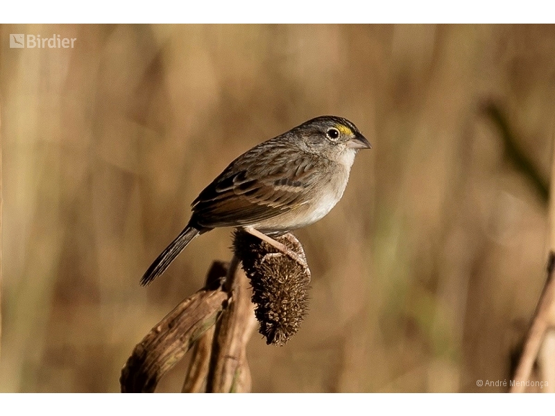 Grassland Sparrow