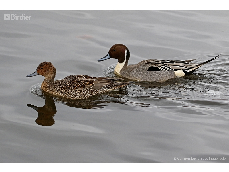 Northern Pintail