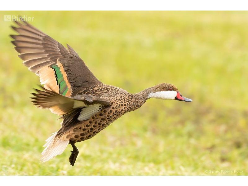 White-cheeked Pintail