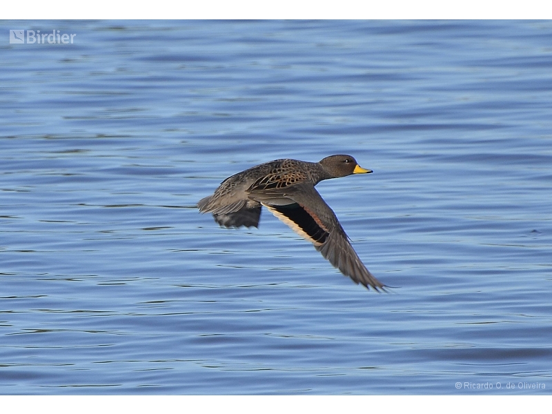 Yellow-billed Teal