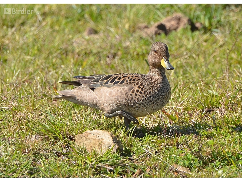 Yellow-billed Teal