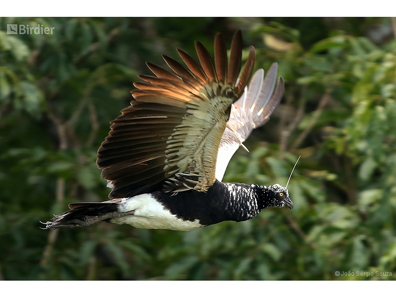 Horned Screamer