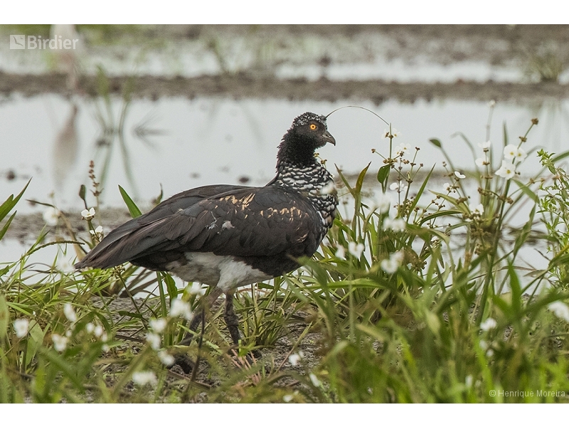 Horned Screamer