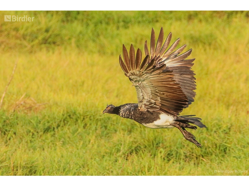 Horned Screamer