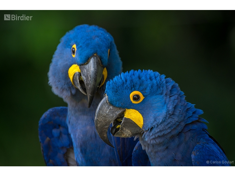 Hyacinth Macaw