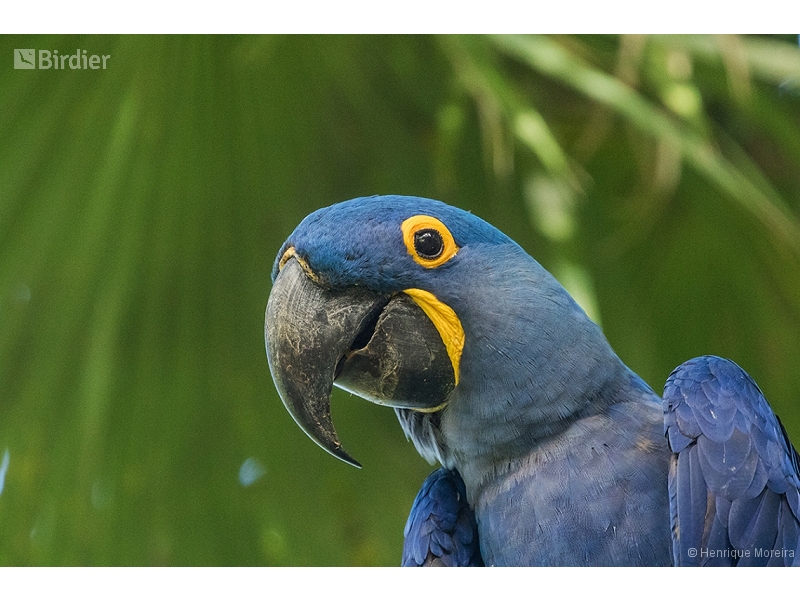 Hyacinth Macaw