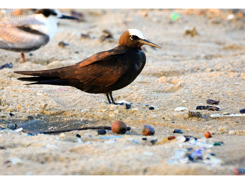 Black Noddy
