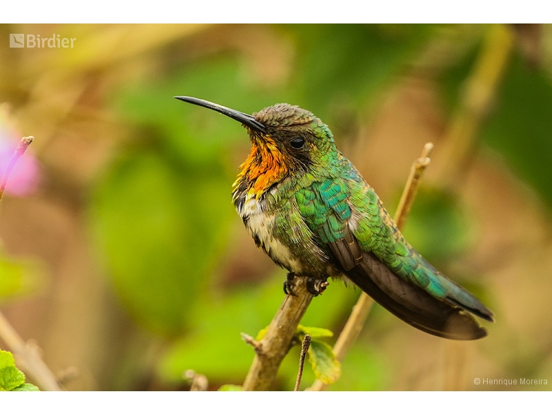 Black-throated Mango