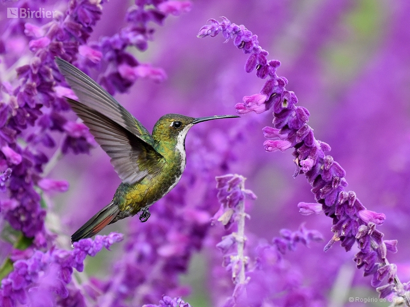 Black-throated Mango