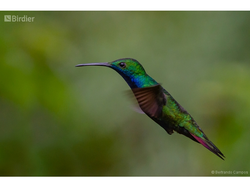 Black-throated Mango