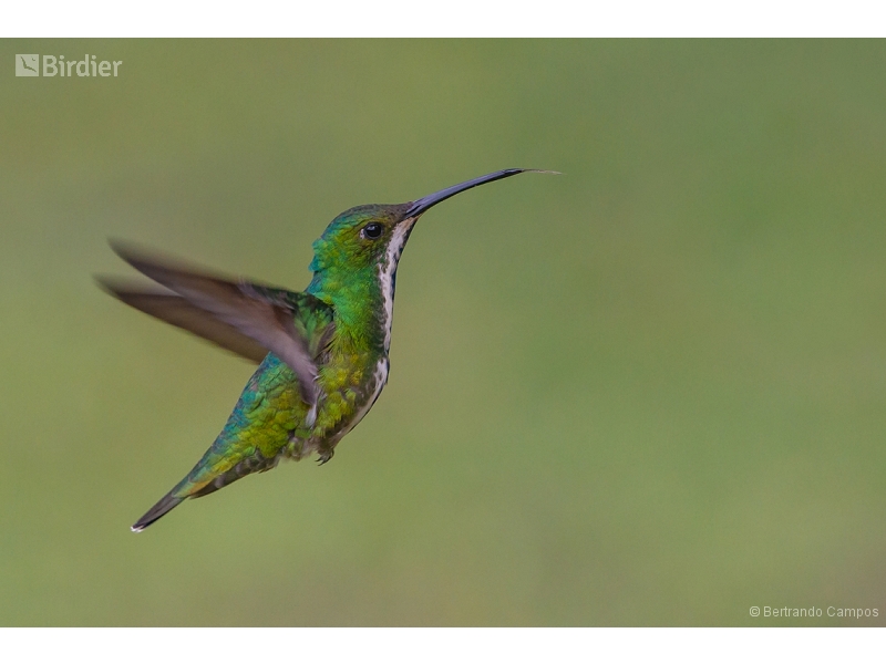 Black-throated Mango