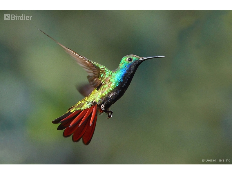 Black-throated Mango