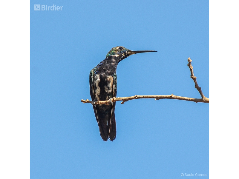 Black-throated Mango