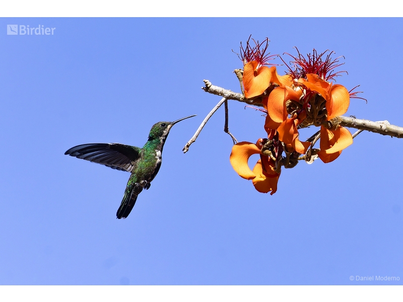 Black-throated Mango