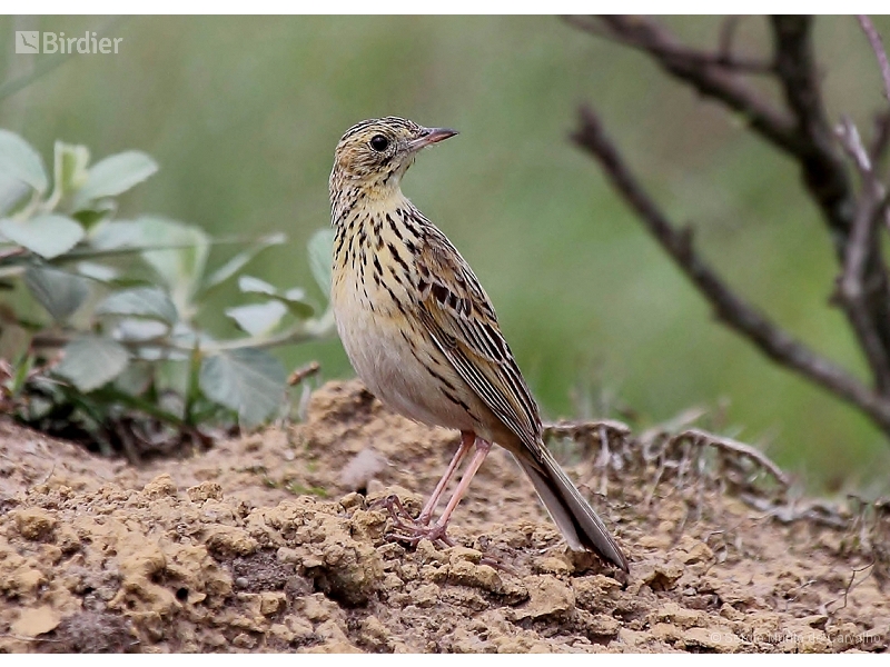Ochre-breasted Pipit
