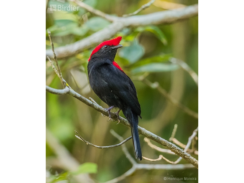 Helmeted Manakin