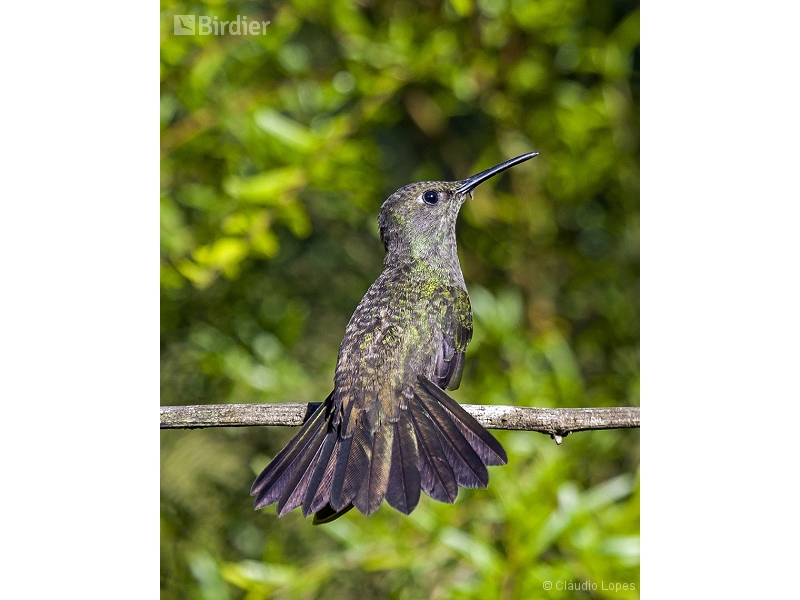 Sombre Hummingbird