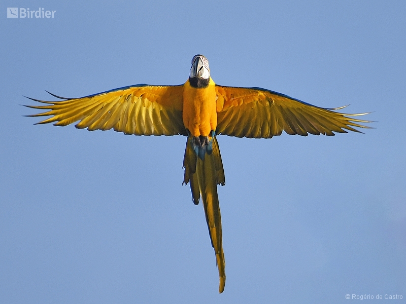 Blue-and-yellow Macaw